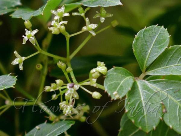 Toothed-Leaf Chestnut Vine
